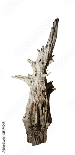 Decomposed old snag tree on the white background