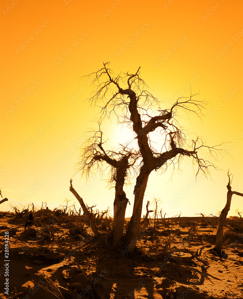 death tree against sunlight over sky background in sunset .