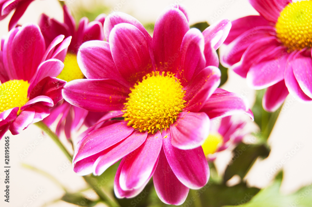 several flowers of chrysanthemum several flowers of chrysanthemum