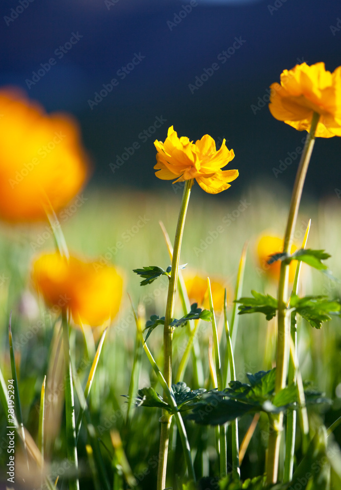 Fototapeta premium Flower
