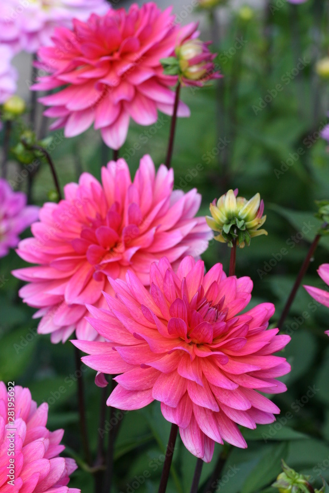 Dahlia`s in pink color Dahlia`s in pink color