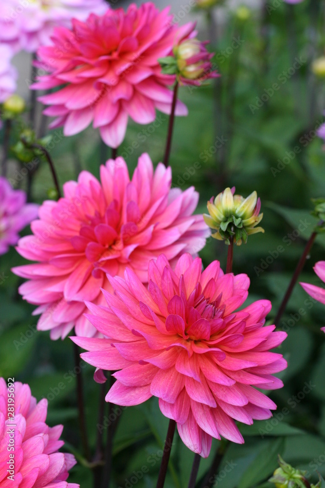 Dahlia`s in pink color