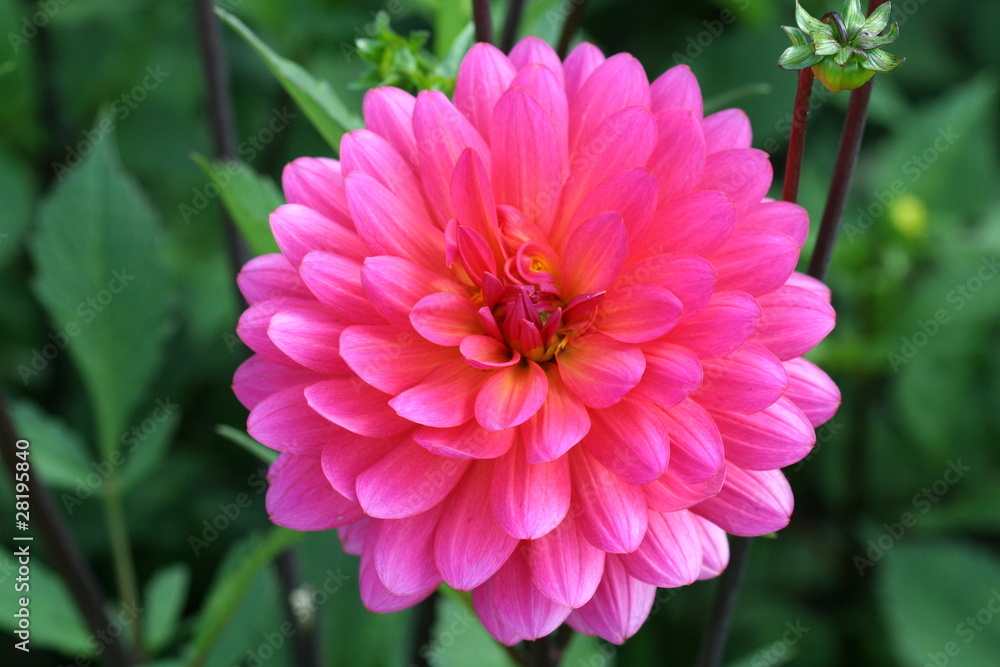 Closeup of a Dahlia in pink color