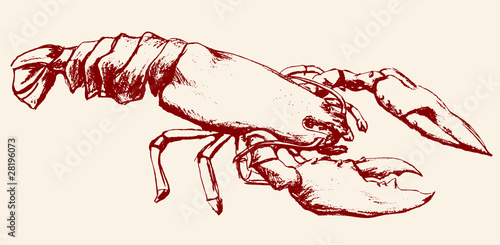 lobster sketch