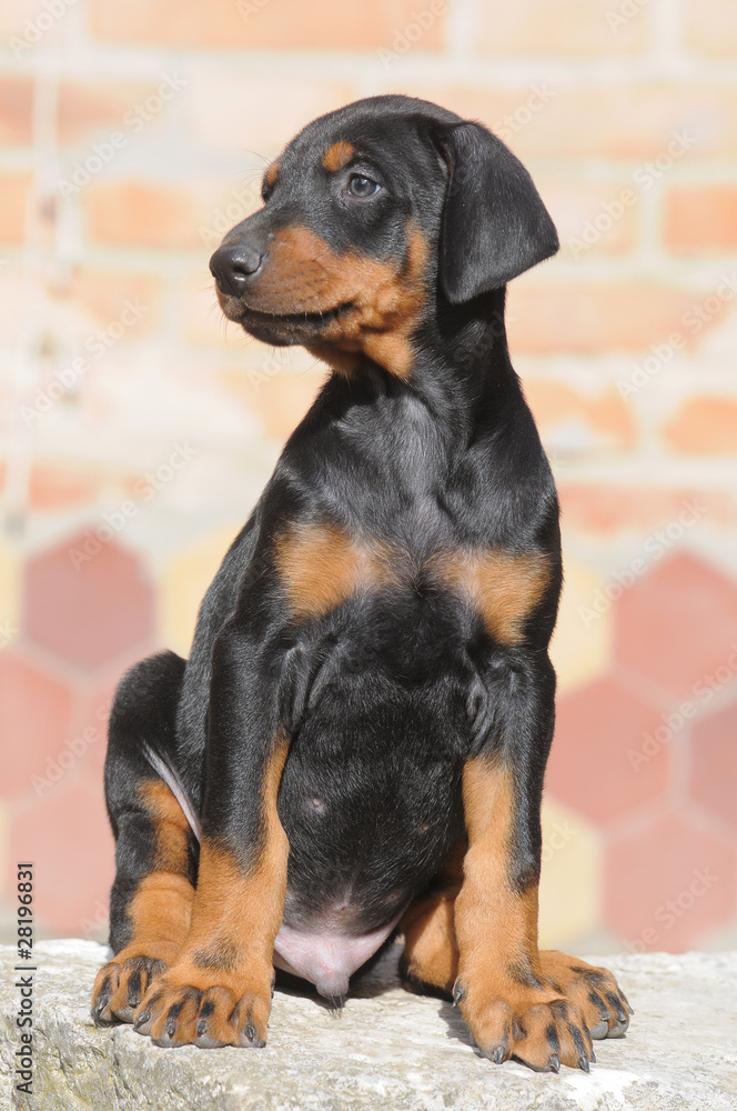 DOBERMANN