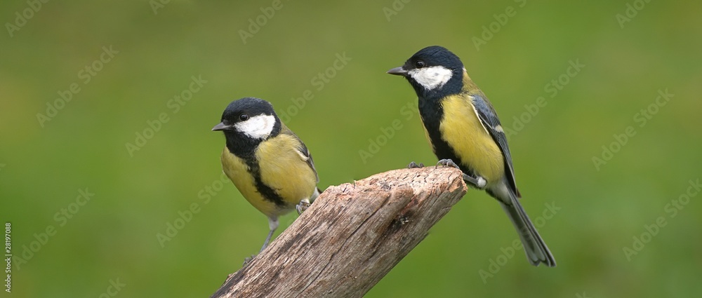 Fototapeta premium Pareja de Carboneros comunes