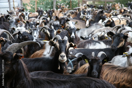 Troupeau chèvre en Corse