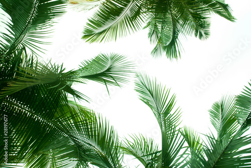 palm tree © defun