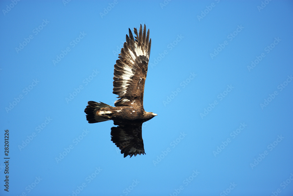 Obraz premium イヌワシ