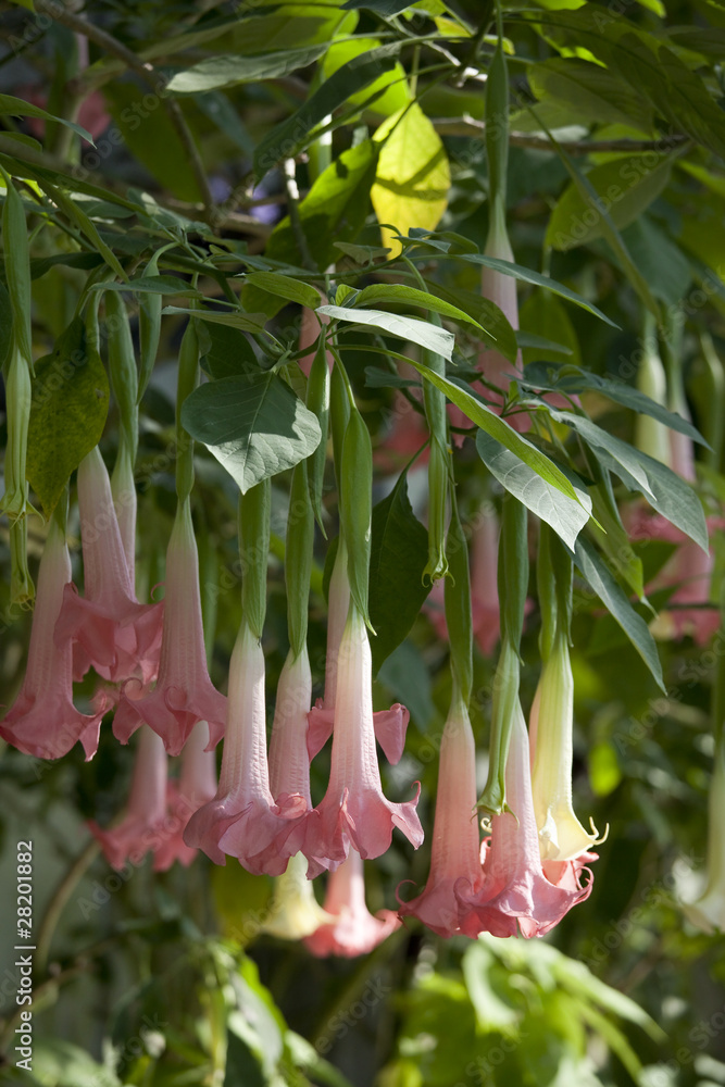 Obraz premium 縦位置でのトランペットフラワー