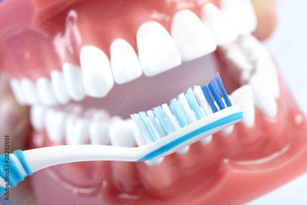 Obraz premium Dental model and teethbrush