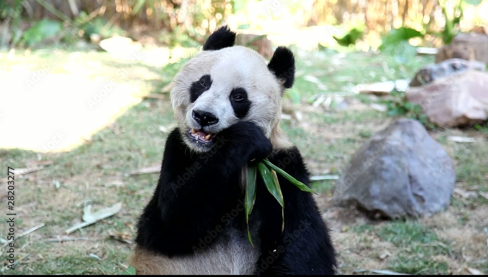 this panda was born in 1974 this panda was born in 1974