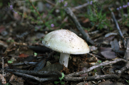 Stropharia photo