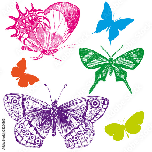 papillon