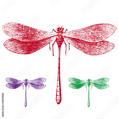 libellule