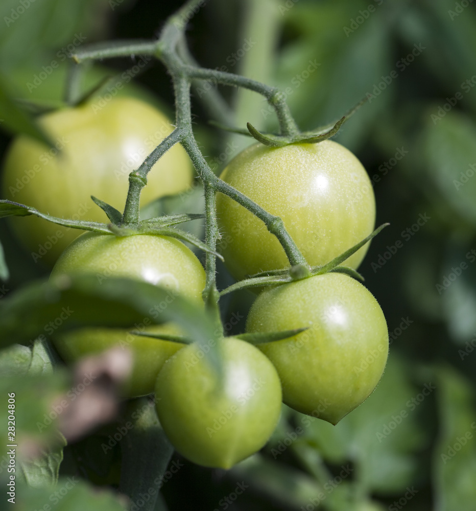 gros plan végétal de tomates vertes bios gros plan végétal de tomates vertes bios