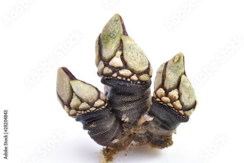 Percebes. photo