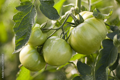 tomate verte bio en train de mûrir photo