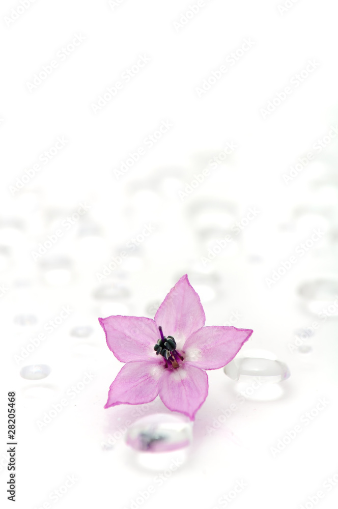 Delicate Pink Flower on Water Drops Delicate Pink Flower on Water Drops