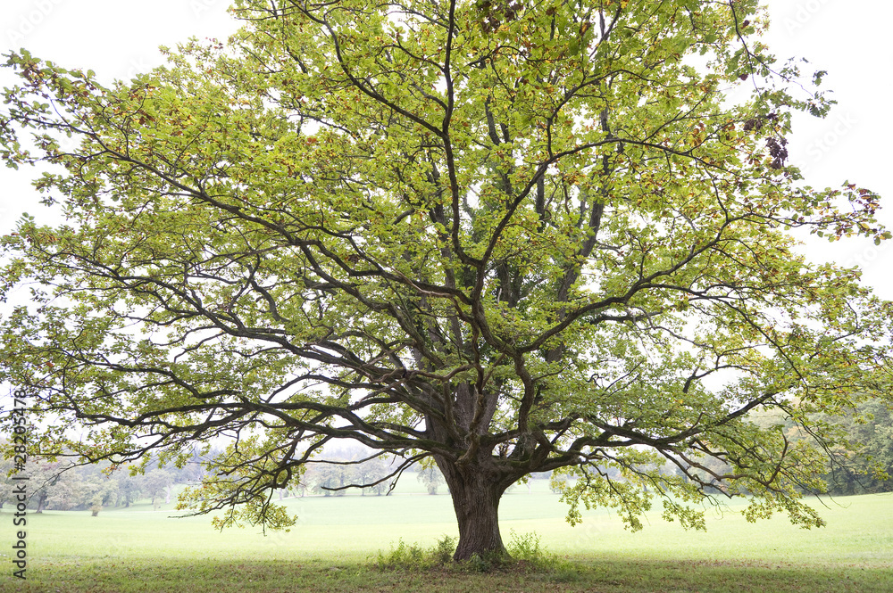 Fototapeta premium Eiche