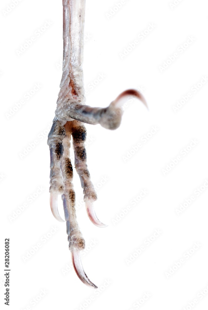 Fototapeta premium bird claw isolated
