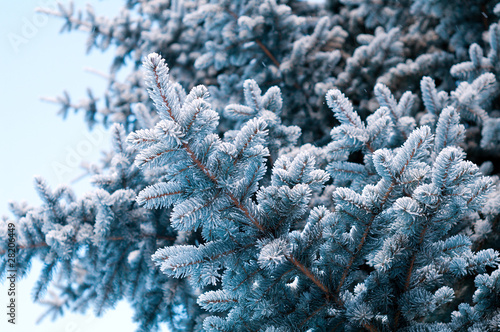 Winter frost on spruce tree close-up