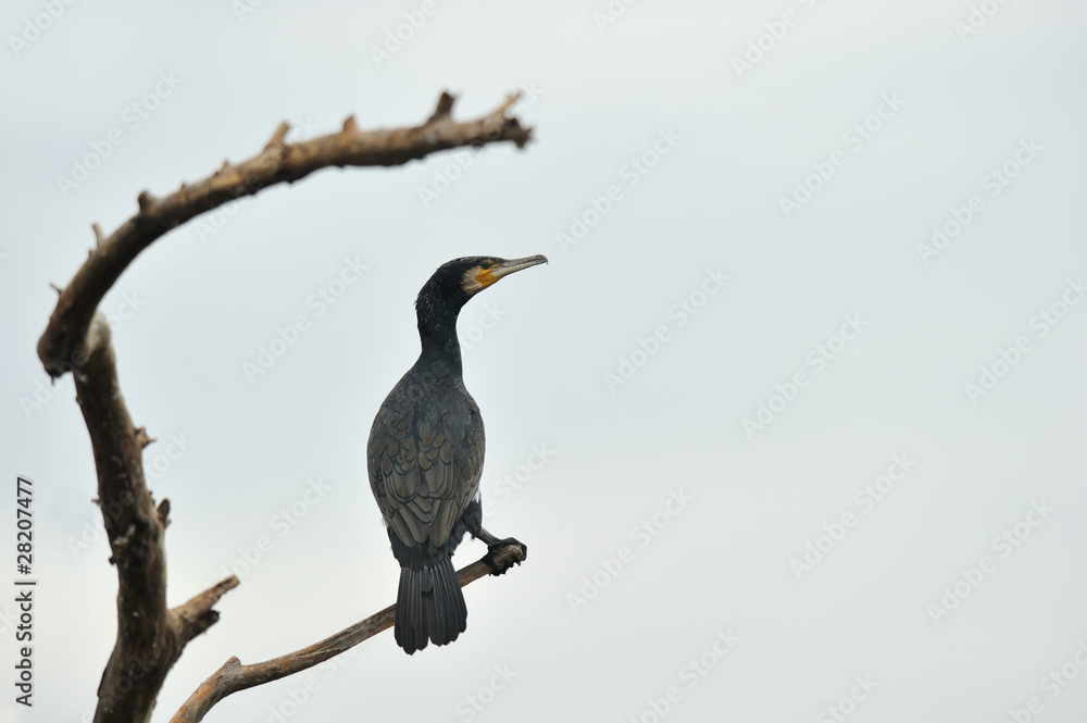 Fototapeta premium Cormorant perched on a branch