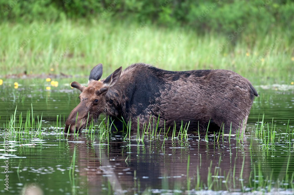 Moose in a pond