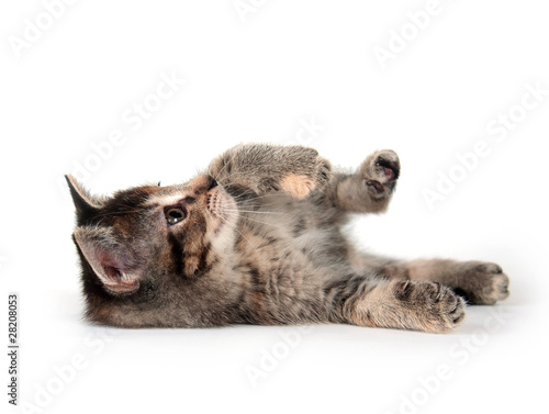 Tabby kitten laying down on white background