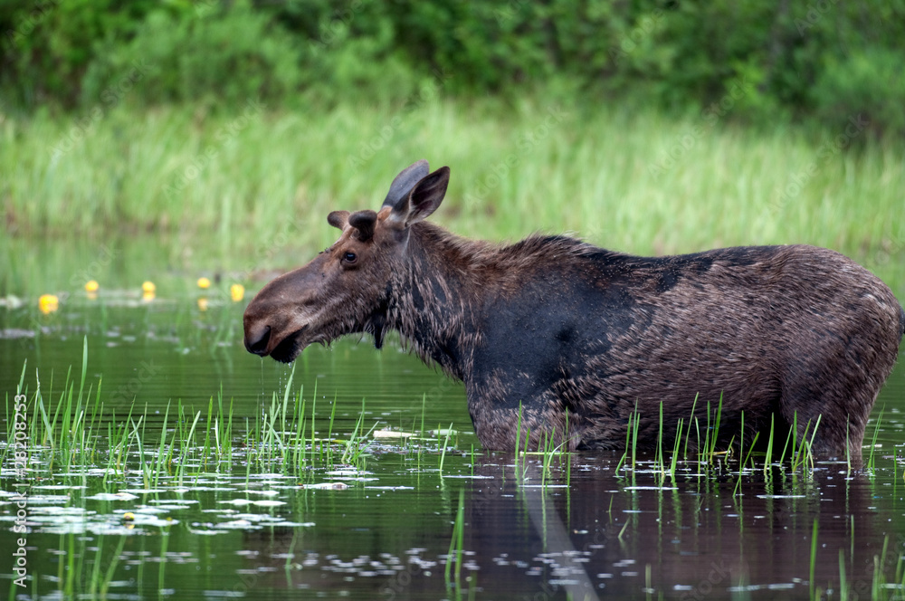 Moose in a pond Moose in a pond