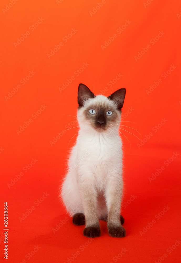 Cute kitten on red background