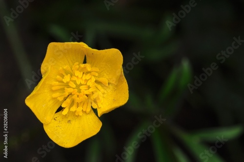 Jaskier Ranunculus photo