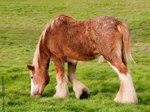 Lone Clydesdale Horse in Meadow