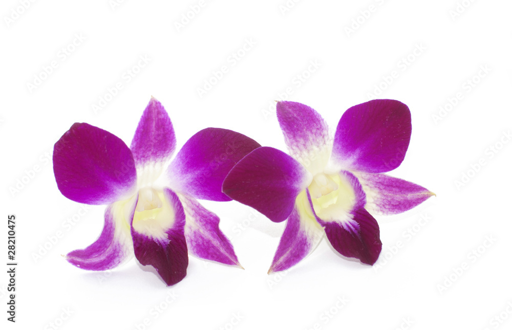 Orchid Orchid
