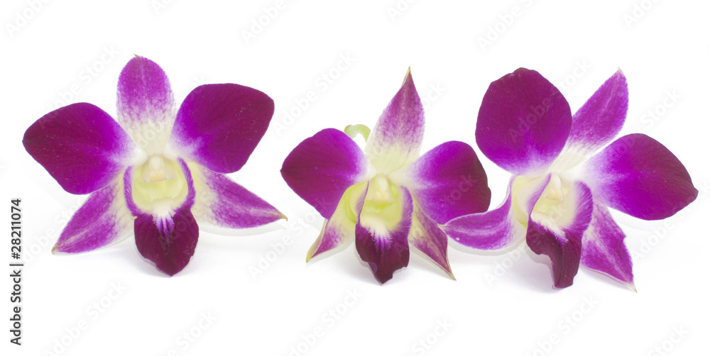 Fototapeta premium Orchid