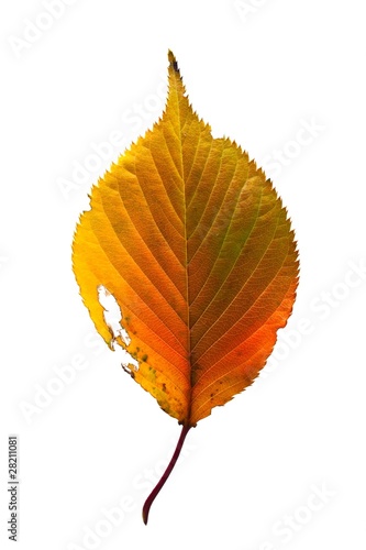 fallen leaves_011