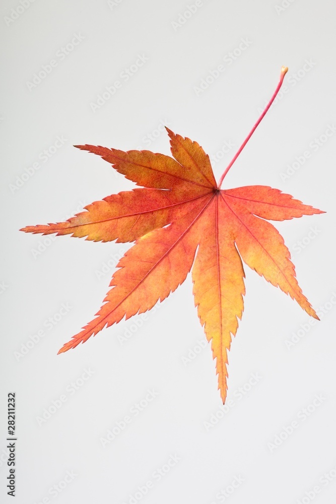 fallen_leaves_065