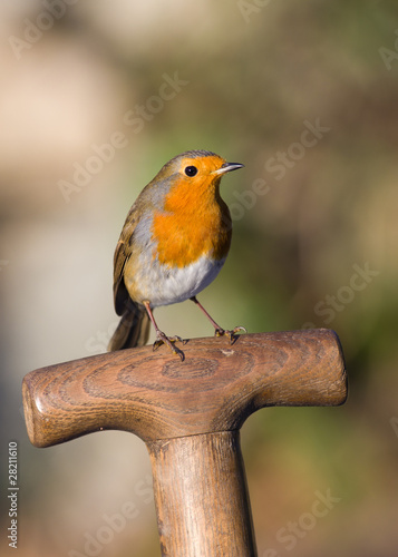 Robin perched on a garden fork handle