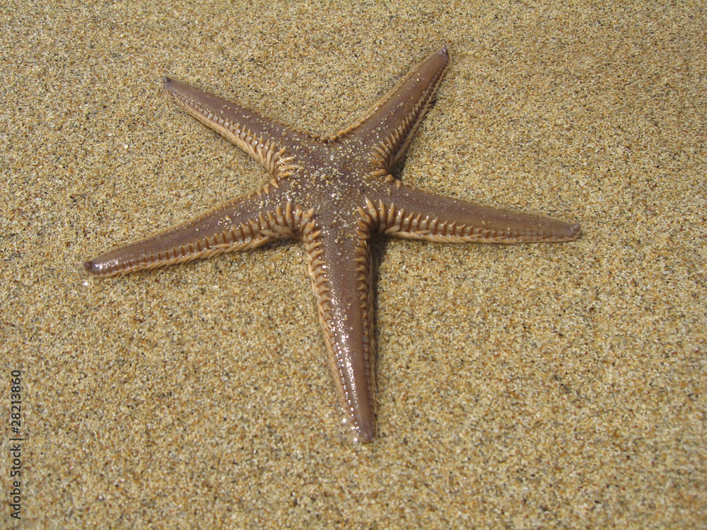 Starfish