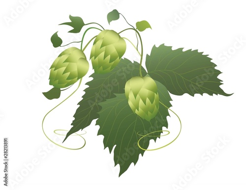 hops plant