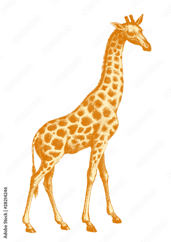 girafe 2