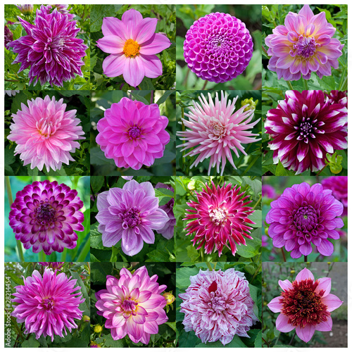 Fototapeta Naklejka Na Ścianę i Meble -  Dahlien in Violett