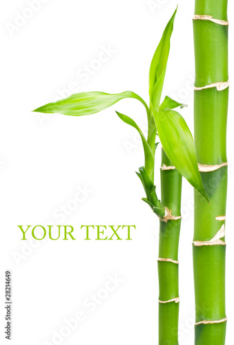 Bamboo with leaves on white background