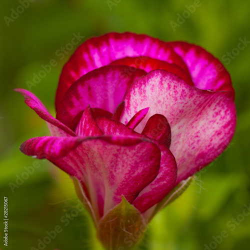 Purple geranium bloom