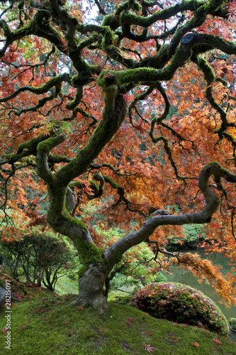 Red maple, Japanese garden