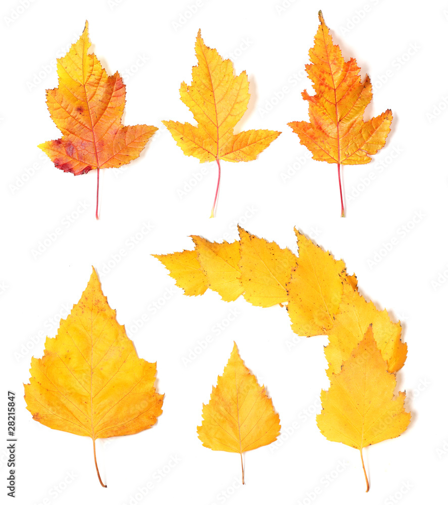 Set of  yellow autumn leaves