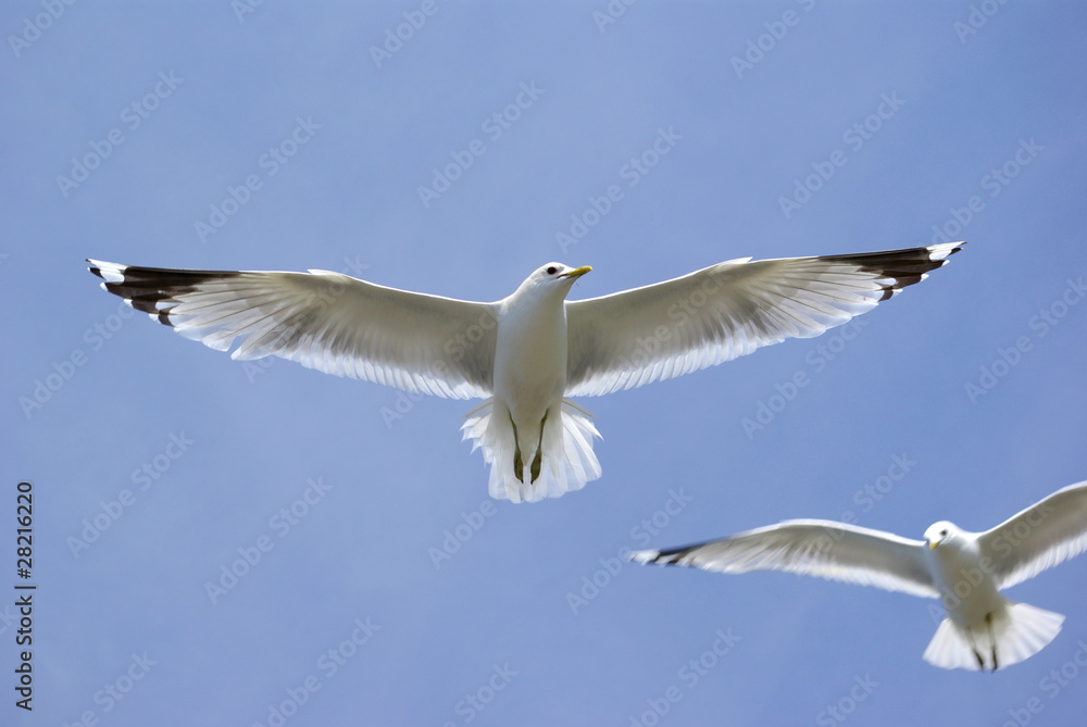 Obraz premium Seagull