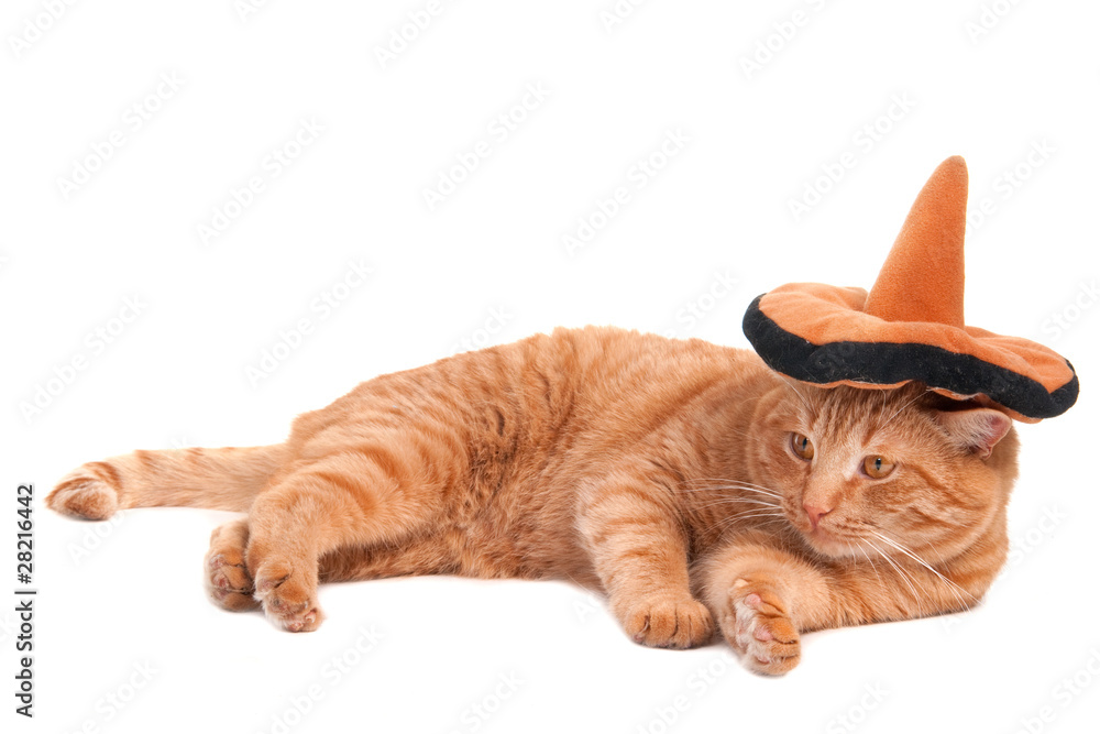 Fototapeta premium Sombrero cat