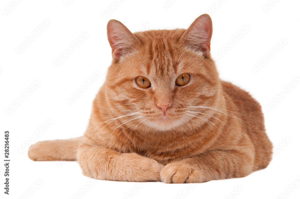 Pretty ginger cat