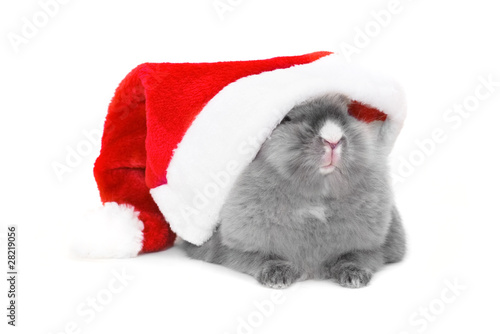 Bunny in the red santa claus hat